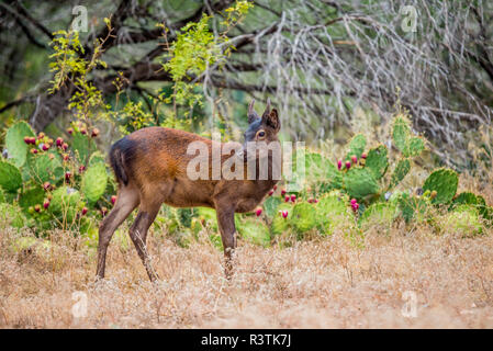 Cervi di Sika giovane Foto Stock