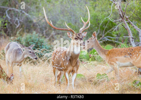Spotted Deer Buck Foto Stock