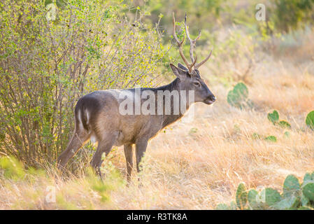 Cervi Sika Buck Foto Stock