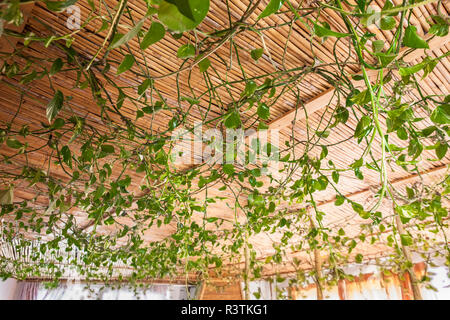 Foglie verdi soffitto Foto Stock