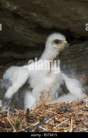 Golden Eagle chick stretching ali Foto Stock