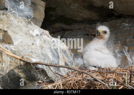 Golden Eagle chick aspettando pazientemente Foto Stock