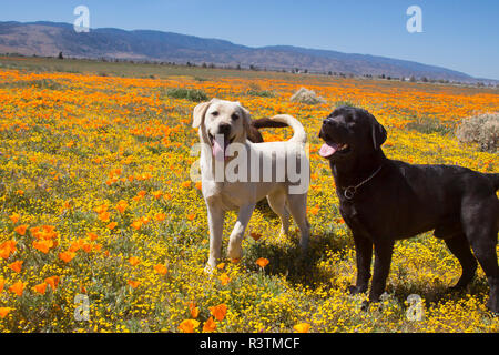 Nero e Giallo Labrador Retriever in piedi in un campo di fiori (PR) Foto Stock