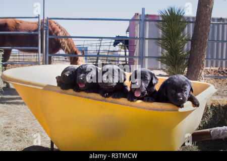 Cinque Black Labrador Retriever cuccioli in una carriola gialla (PR) Foto Stock