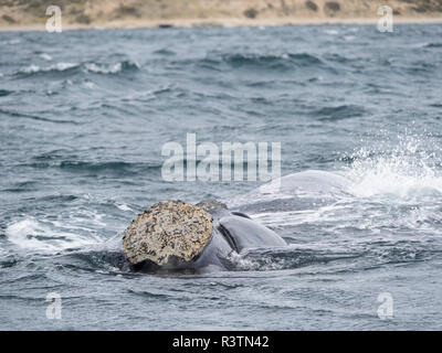 Balena Franca Australe (Eubalaena australis) nel Golfo Nuevo a Penisola Valdes, un sito Patrimonio Mondiale dell'UNESCO. Chubut, Valdes, Argentina Foto Stock