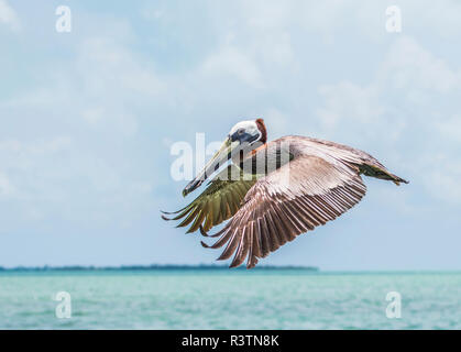 Belize, Ambergris Caye. Adulto pellicano bruno vola sopra il Mar dei Caraibi Foto Stock