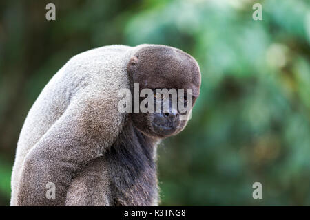 Il Brasile, Amazon, Manaus, Amazon EcoPark Jungle Lodge. Comune lanosi scimmia ritratto. Foto Stock