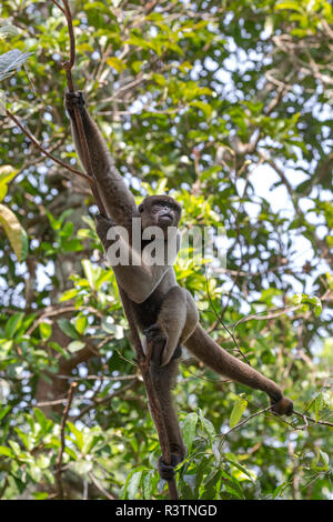 Il Brasile, Amazon, Manaus, Amazon EcoPark Jungle Lodge. Comune lanosi scimmia pendenti da alberi usando la sua coda prensile. Foto Stock