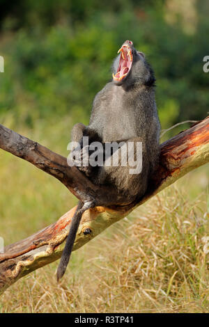 Grandi ragazzi chacma baboon (Papio ursinus) sbadigli, Mkuze Game Reserve, Sud Africa Foto Stock