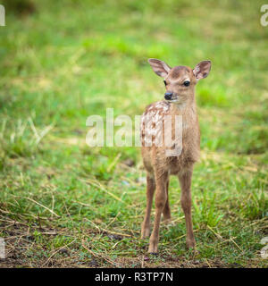 Piccoli cervi sika Foto Stock