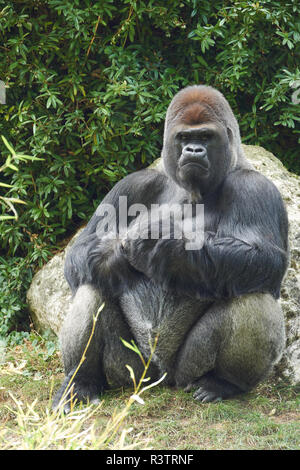 Gorilla a Beauval Foto Stock