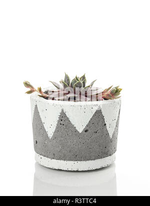 Po' di galline e pulcini di piante succulente in un calcestruzzo artigianali pot, su sfondo bianco. Home moderno decor. Foto Stock