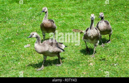 Gruppo di novellame di Oche del Canada a piedi Foto Stock