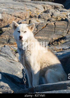 Slitte trainate da cani nella piccola cittadina di Uummannaq nel nord-ovest della Groenlandia, Danimarca. Durante l'inverno i cani sono ancora utilizzati come cane squadre per tirare gli sled di pescatori. Foto Stock