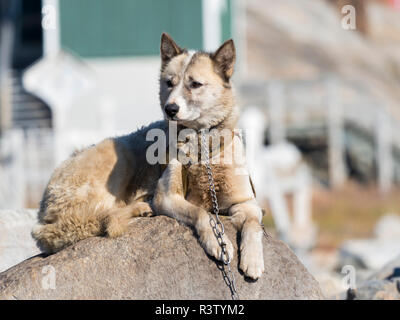 Slitte trainate da cani nella piccola cittadina di Uummannaq nel nord-ovest della Groenlandia, Danimarca. Durante l'inverno i cani sono ancora utilizzati come cane squadre per tirare gli sled di pescatori. Foto Stock