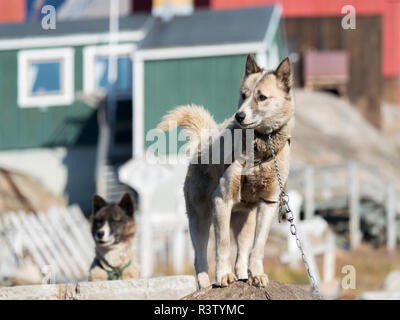 Slitte trainate da cani nella piccola cittadina di Uummannaq nel nord-ovest della Groenlandia, Danimarca. Durante l'inverno i cani sono ancora utilizzati come cane squadre per tirare gli sled di pescatori. Foto Stock