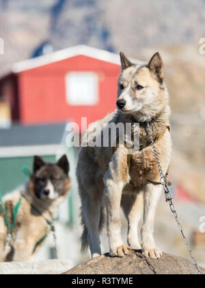 Slitte trainate da cani nella piccola cittadina di Uummannaq nel nord-ovest della Groenlandia, Danimarca. Durante l'inverno i cani sono ancora utilizzati come cane squadre per tirare gli sled di pescatori. Foto Stock