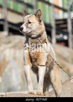 Slitte trainate da cani nella piccola cittadina di Uummannaq nel nord-ovest della Groenlandia, Danimarca. Durante l'inverno i cani sono ancora utilizzati come cane squadre per tirare gli sled di pescatori. Foto Stock