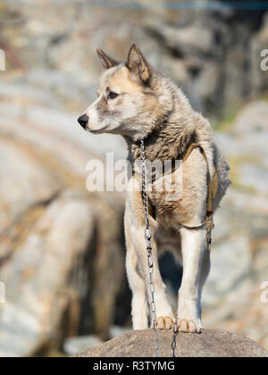 Slitte trainate da cani nella piccola cittadina di Uummannaq nel nord-ovest della Groenlandia, Danimarca. Durante l'inverno i cani sono ancora utilizzati come cane squadre per tirare gli sled di pescatori. Foto Stock