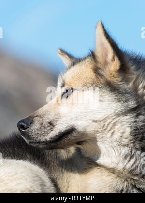 Slitte trainate da cani nella piccola cittadina di Uummannaq nel nord-ovest della Groenlandia, Danimarca. Durante l'inverno i cani sono ancora utilizzati come cane squadre per tirare gli sled di pescatori. Foto Stock