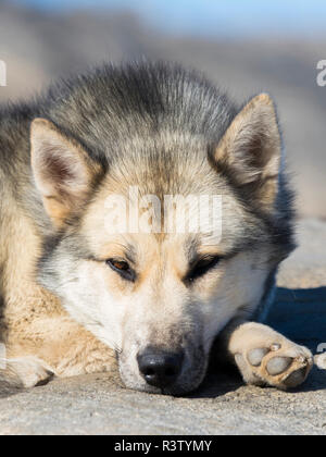 Slitte trainate da cani nella piccola cittadina di Uummannaq nel nord-ovest della Groenlandia, Danimarca. Durante l'inverno i cani sono ancora utilizzati come cane squadre per tirare gli sled di pescatori. Foto Stock