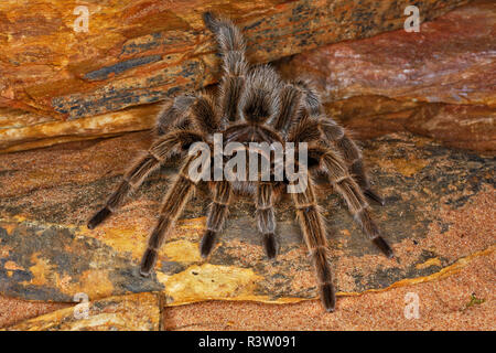 Cileno dai capelli rosa Tarantola, Grammostola rosea, nativo di Cile, Argentina e Bolivia Foto Stock