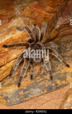 Cileno dai capelli rosa Tarantola, Grammostola rosea, nativo di Cile, Argentina e Bolivia Foto Stock