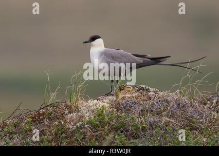 Long-tailed Jaeger, tundra artica Foto Stock