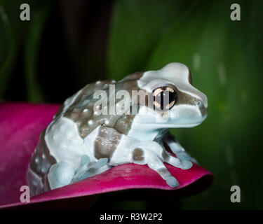 Latte Blue frog, missione golden-eye raganella, Amazon latte rana, Trachycephalus resinifictrix, condizioni controllate Foto Stock