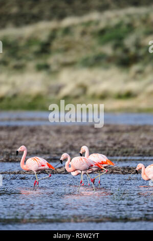 Il Cile, Aysen, Valle Chacabuco. Flamingo cileni (Phoenicopterus chilensis) in Patagonia Park. Foto Stock