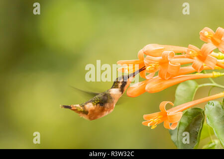 Ecuador, Tandayapa Bird Lodge. Purple-throated woodstar alimentazione. Foto Stock