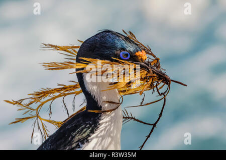 Il marangone dal ciuffo imperiale che trasportano materiale di nidificazione, Isole Falkland, Leucocarbo atriceps Foto Stock