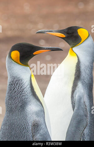 Isole Falkland, East Falkland. Re pinguini di close-up. Foto Stock