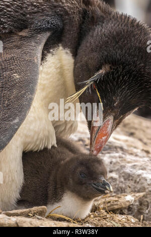 Isole Falkland, Sea Lion Island, pinguino saltaroccia con pulcino Foto Stock