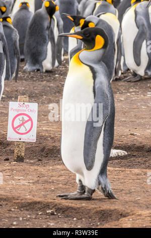 Isole Falkland, East Falkland. Re i pinguini e segno. Foto Stock