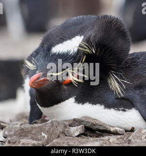 Pinguino saltaroccia (Eudyptes chrysocome). Coppia carezzevole. Isole Falkland Foto Stock