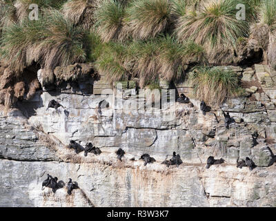 Il marangone dal ciuffo di roccia o Magellanic cormorano (Phalacrocorax magellanicus) in colonia. Foto Stock