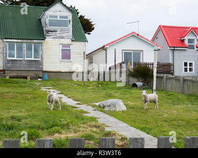 I coloni cottages, la città vecchia di Stanley, capitale delle Isole Falkland. (Solo uso editoriale) Foto Stock