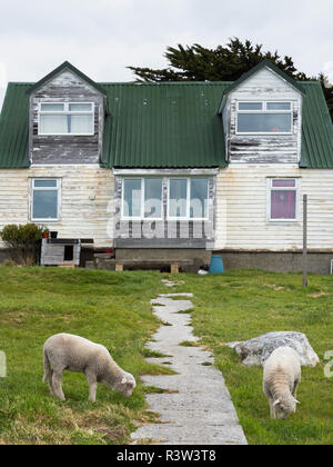 I coloni cottages, la città vecchia di Stanley, capitale delle Isole Falkland. (Solo uso editoriale) Foto Stock