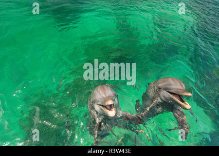 Il tursiope o delfino maggiore (Tursiops truncatus), Roatan, isole di Bay, Honduras Foto Stock