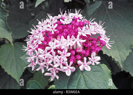 Infiorescenza e boccioli di Clerodendrum bungei Foto Stock