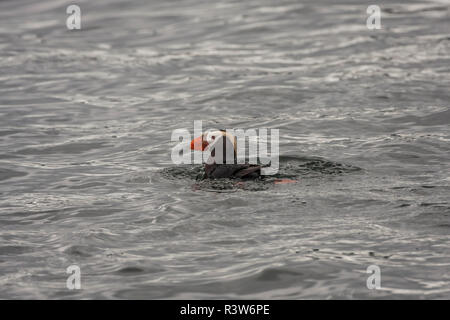 Stati Uniti d'America, Alaska, Kodiak. Tufted puffini, Fratercula Cirrhata. Nuotare nell'oceano. Foto Stock