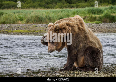 Stati Uniti d'America, Alaska Katmai National Park. Orso grizzly, Ursus arctos, seduti lungo un vapore e strofinando la sua testa nel porto di geografica. Foto Stock