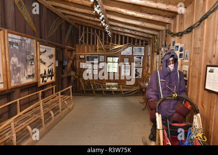 Sled Dog, Parco Nazionale di Denali, Alaska, Foto Stock