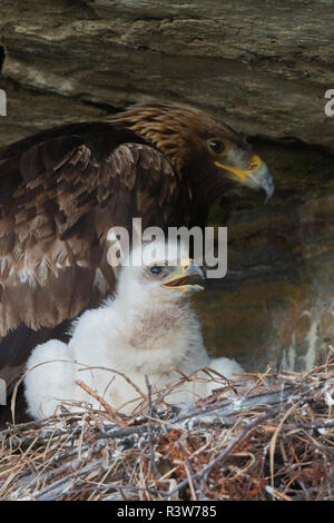 Golden Eagle con 3 settimana di età pulcino Foto Stock