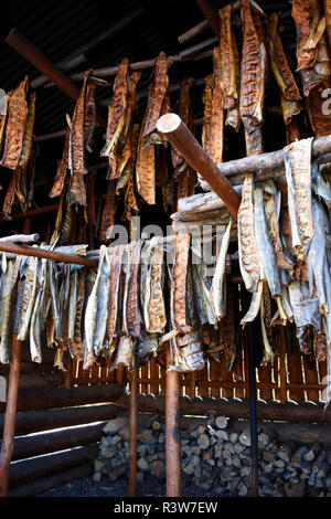 Stati Uniti d'America, Alaska Fairbanks. Chena villaggio indiano, casa di fumo con strisce di salmone essiccazione. Foto Stock