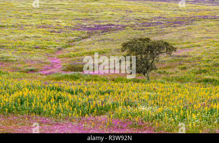 Paesaggio con prati fioriti nei pressi di Mertola nella riserva naturale Parque Natural do Vale do Guadiana, portogallo Alentejo Foto Stock