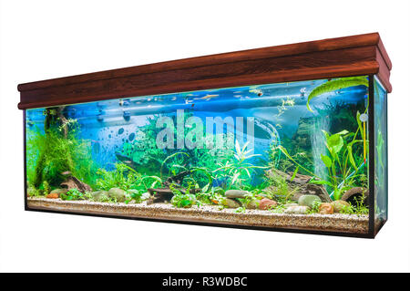 Acquario su sfondo bianco Foto Stock