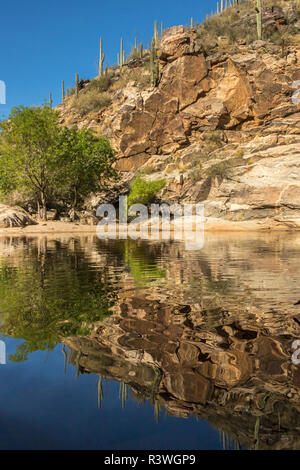 Stati Uniti d'America, Arizona, Deserto di Sonora. Stagno in Sabino Canyon Recreation Area. Credito come, Cathy e Gordon Illg Jaynes / Galleria / DanitaDelimont.com Foto Stock