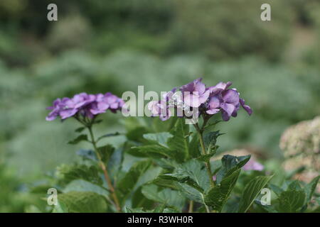 Hydrangea macrophylla 'Geoffrey Chadbund' in crescita in terreno acida Foto Stock